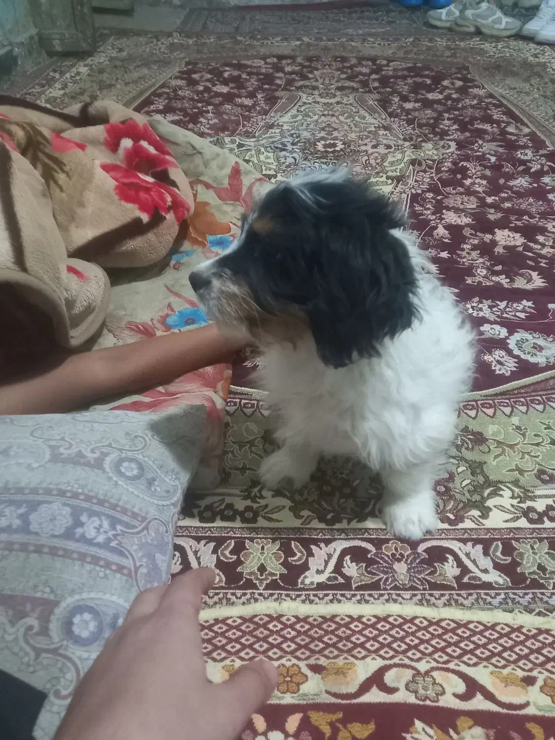 توله نر پاکوتاه|سگ|زابل, |دیوار