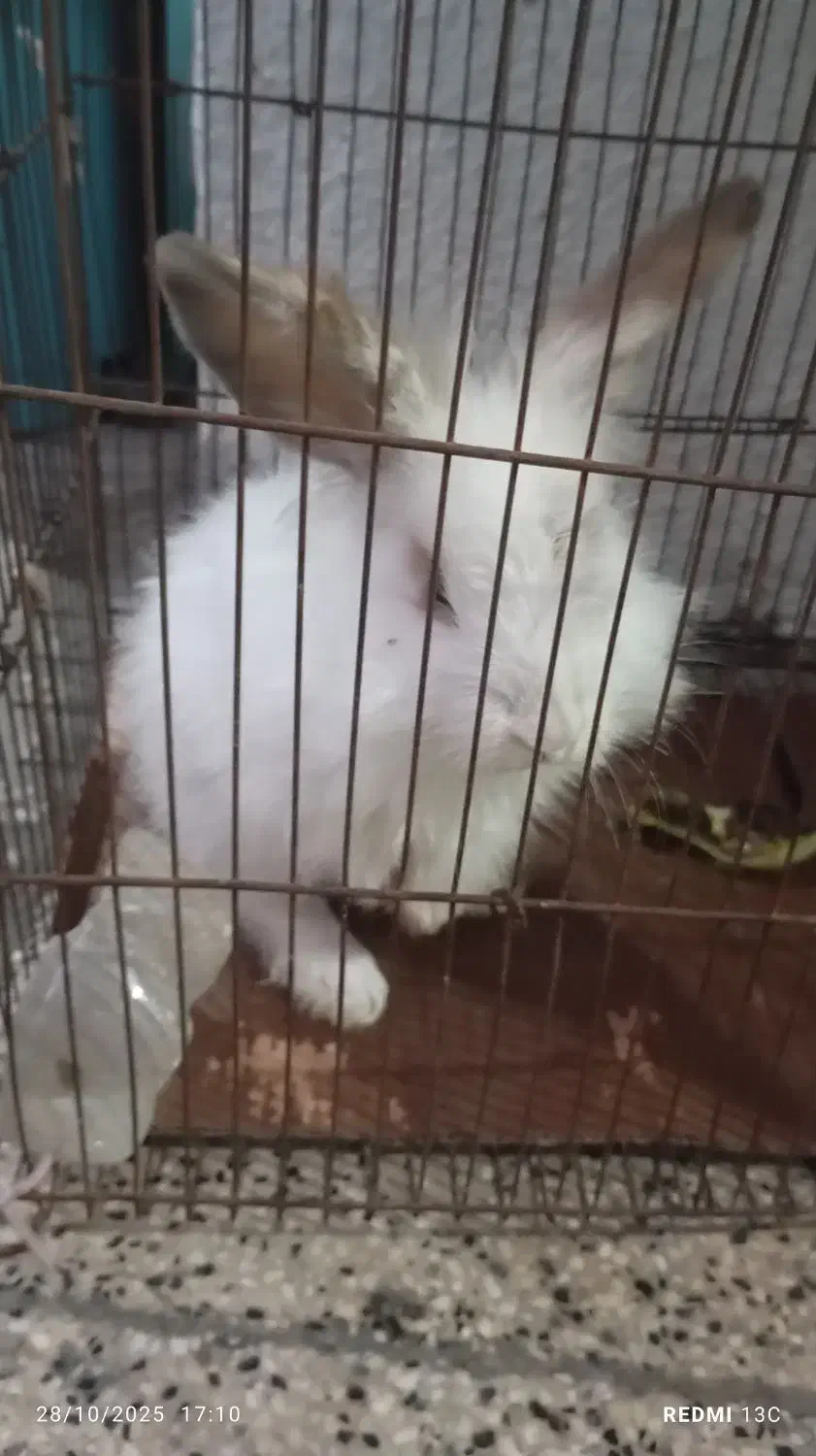 خرگوش لپی|موش و خرگوش|گرگان, |دیوار