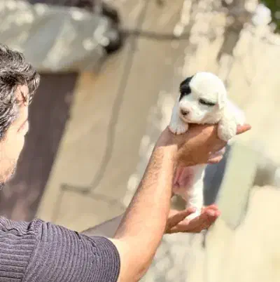 سگ پاکوتاه|سگ|پاکدشت, پاکدشت (مامازند)|دیوار