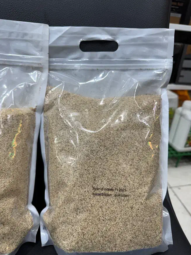 بذر اصلاح شده|گل و گیاه طبیعی|دزفول, |دیوار