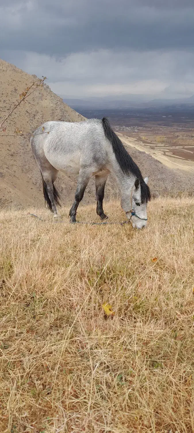 کره اسب نر|اسب و تجهیزات اسبسواری|سیلوانه, |دیوار