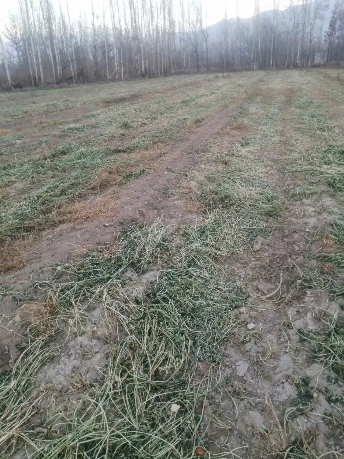 شنبله علف یونجه|لوازم جانبی حیوانات|خوی, |دیوار