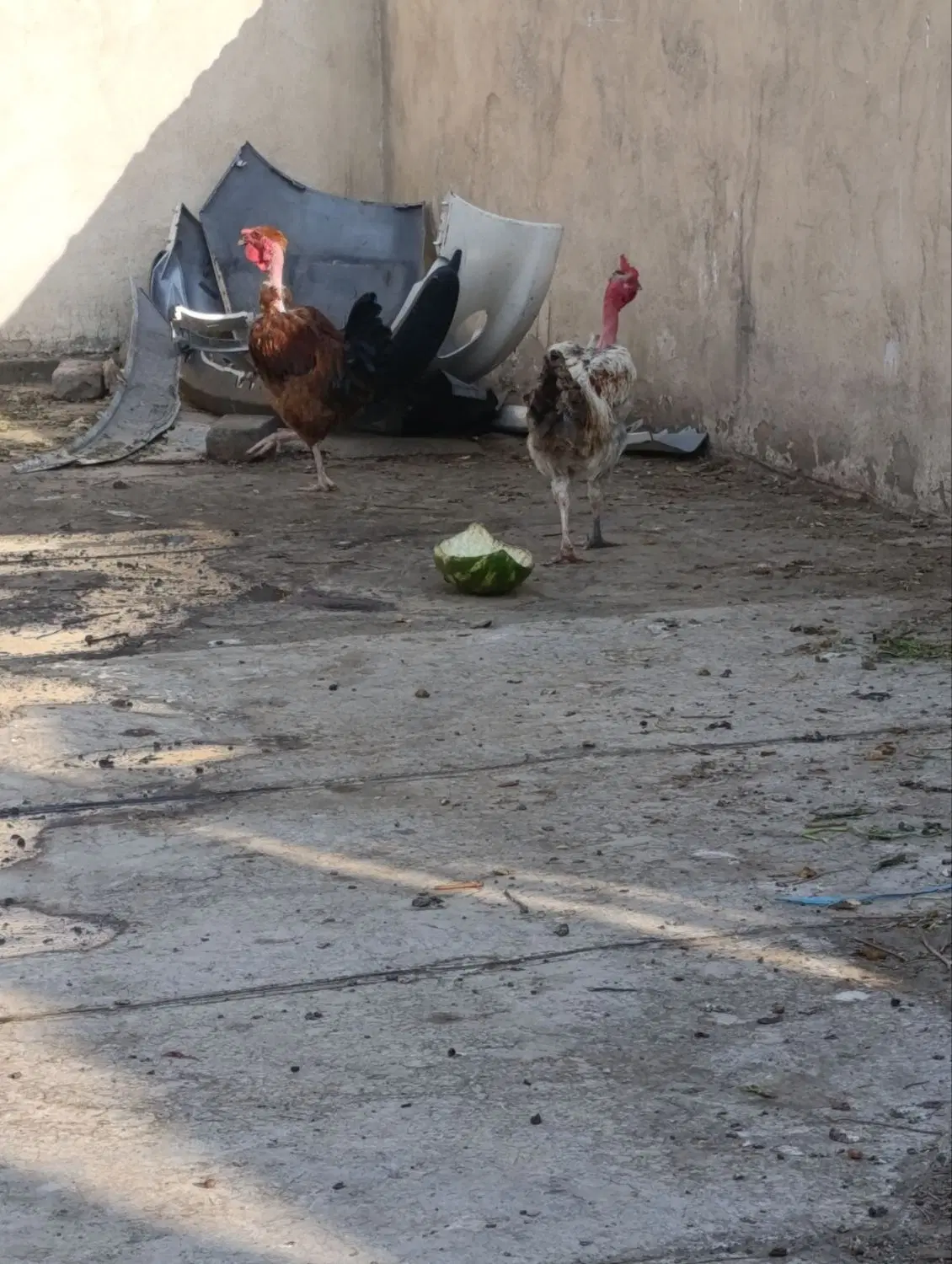 مرغ و خروس گردن لخت جوان|حیوانات مزرعه|تهران, خاک سفید|دیوار