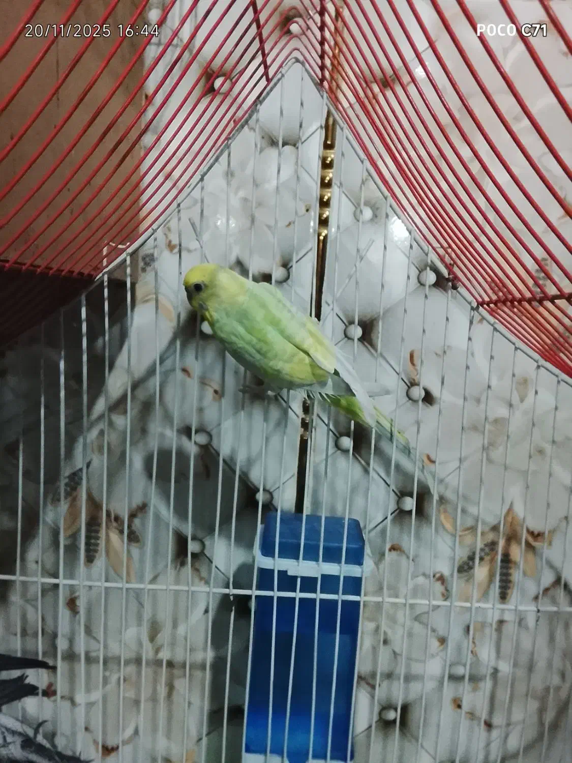 عروس هلندی|پرنده|میرجاوه, |دیوار