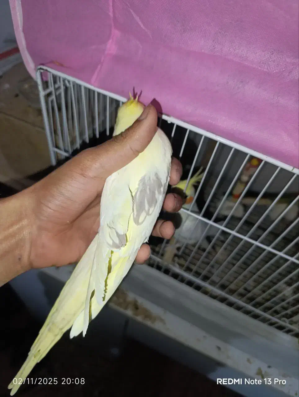 جفت عروس هلندی دوکت رام دستی|پرنده|گنبد کاووس, |دیوار