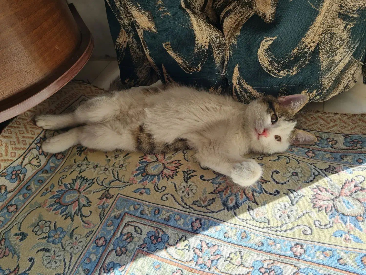 گربه گمشده محدوده نصرآباد|گربه|اصفهان, نصرآباد|دیوار