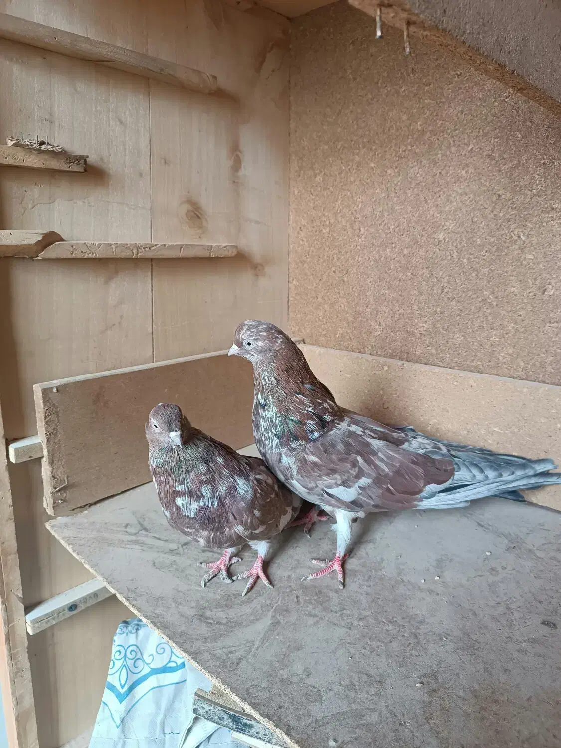 سلام پنج کبوتر خوب|پرنده|زابل, |دیوار