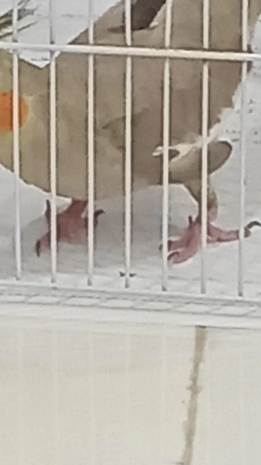 عروس هلندی ماده تخم گذار|پرنده|رشت, معلولین|دیوار