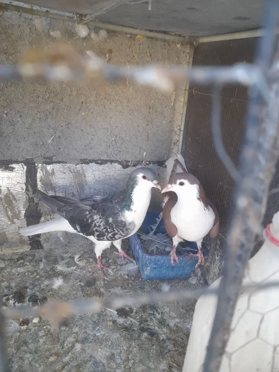 جفت ساده|پرنده|بیرجند, |دیوار