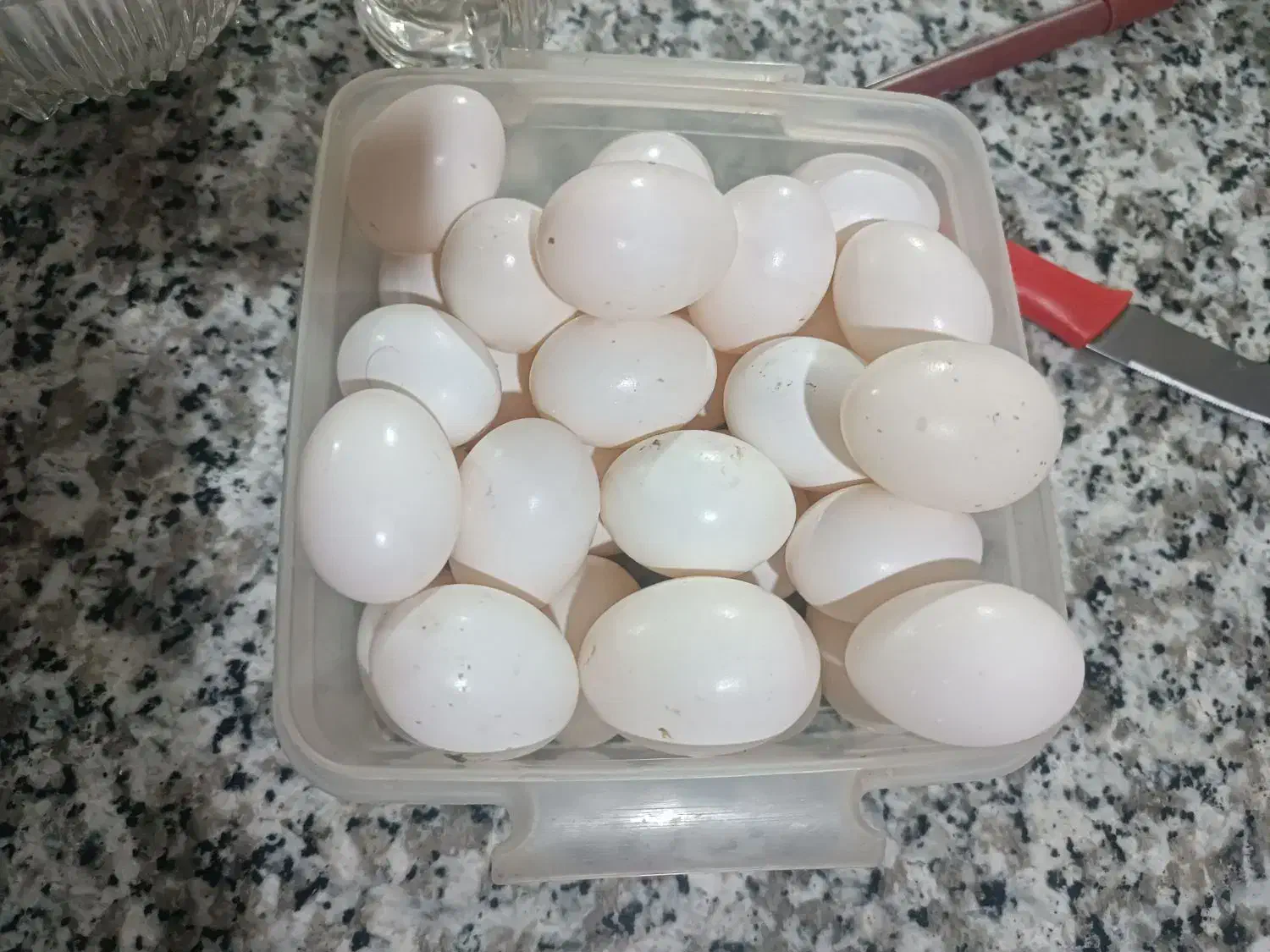 تخم کبوتر|خوردنی و آشامیدنی|شیراز, شاپورجان|دیوار