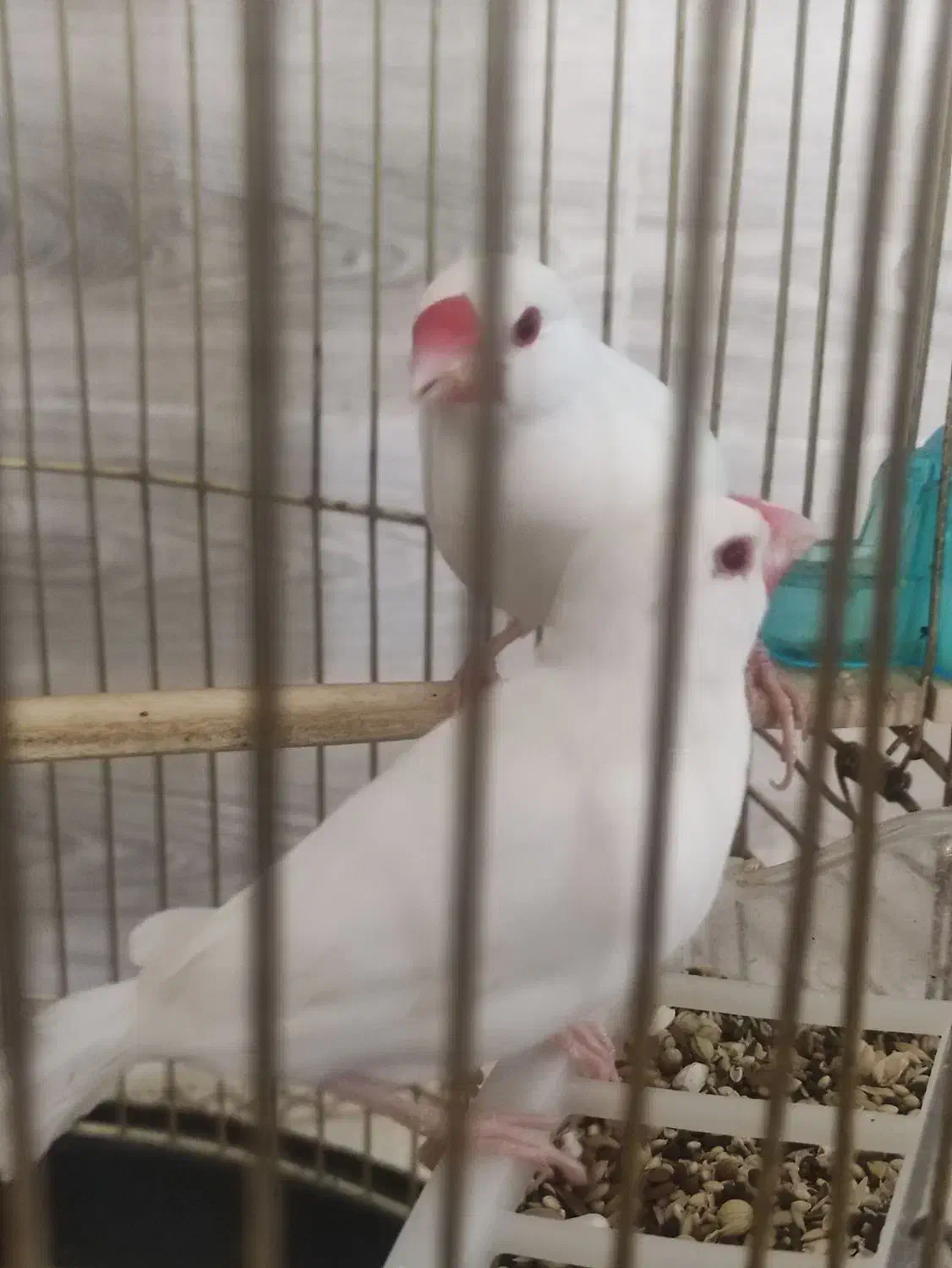 فنج نرگسی|پرنده|سوسنگرد, |دیوار