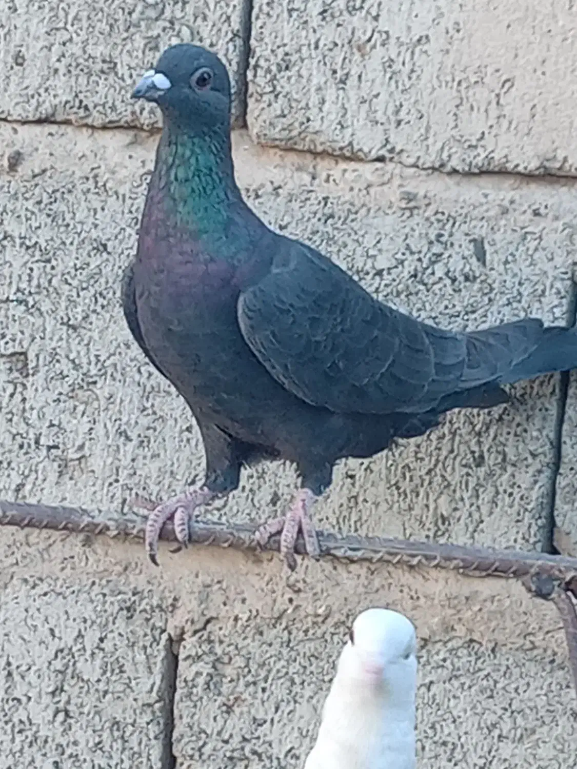 پلاکی مسافتی|پرنده|کهنوج, |دیوار