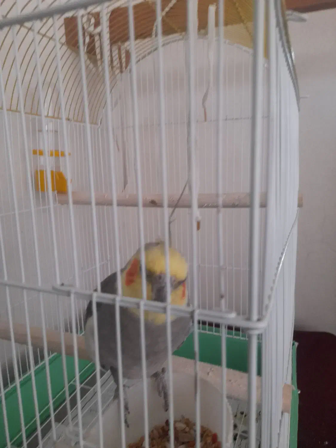 عروس هلندی نر اهلی|پرنده|پرهسر, |دیوار