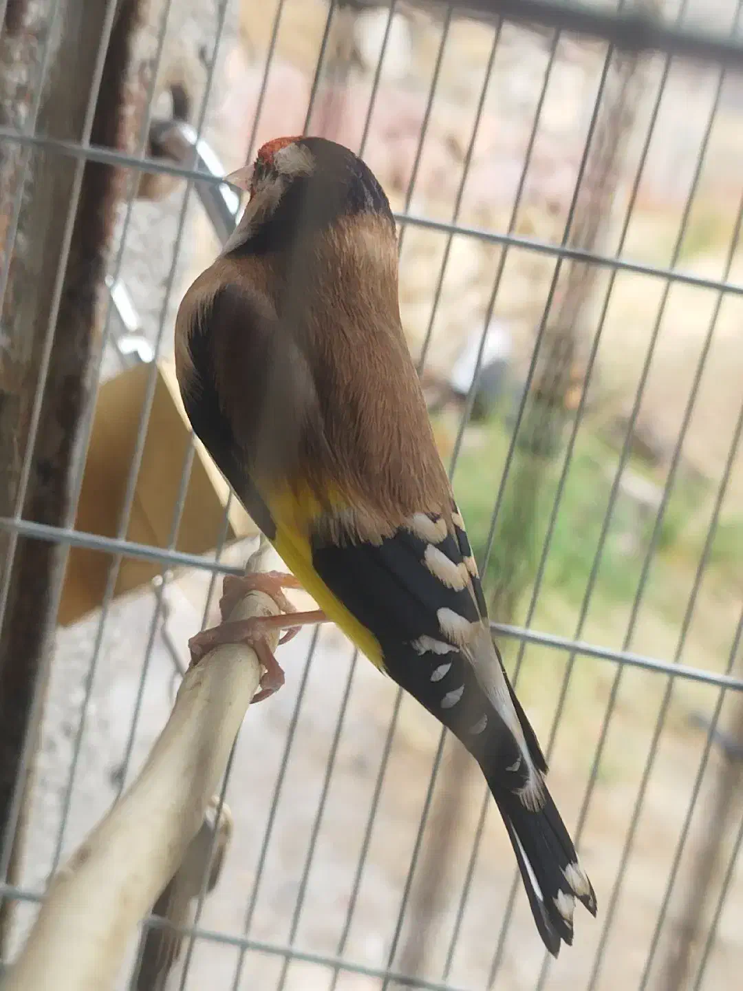 سهره جفتی|پرنده|تهران, جوادیه|دیوار