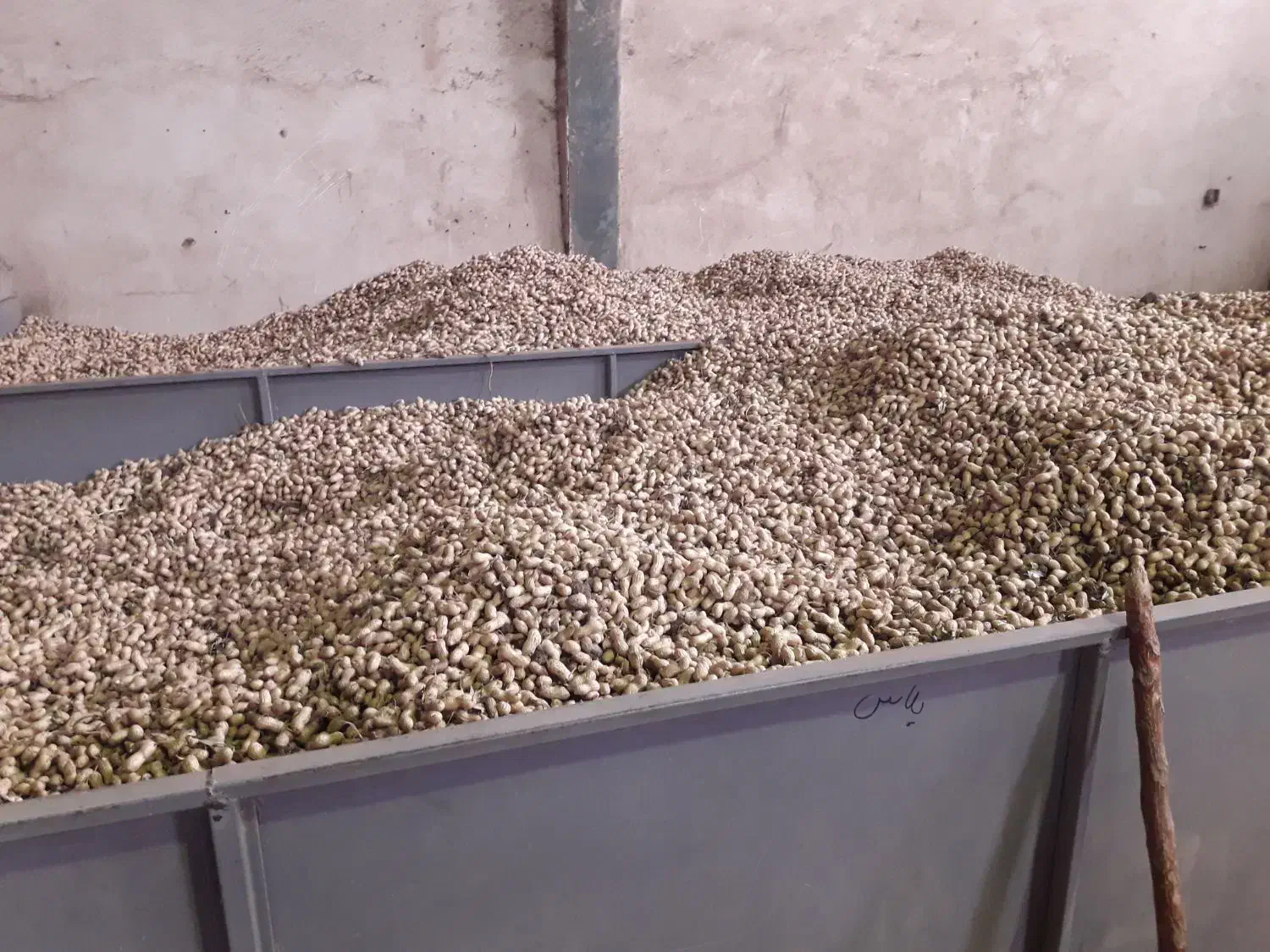 بادام زمینی تازه عمده و خرده|عمده‌فروشی|شوط, |دیوار