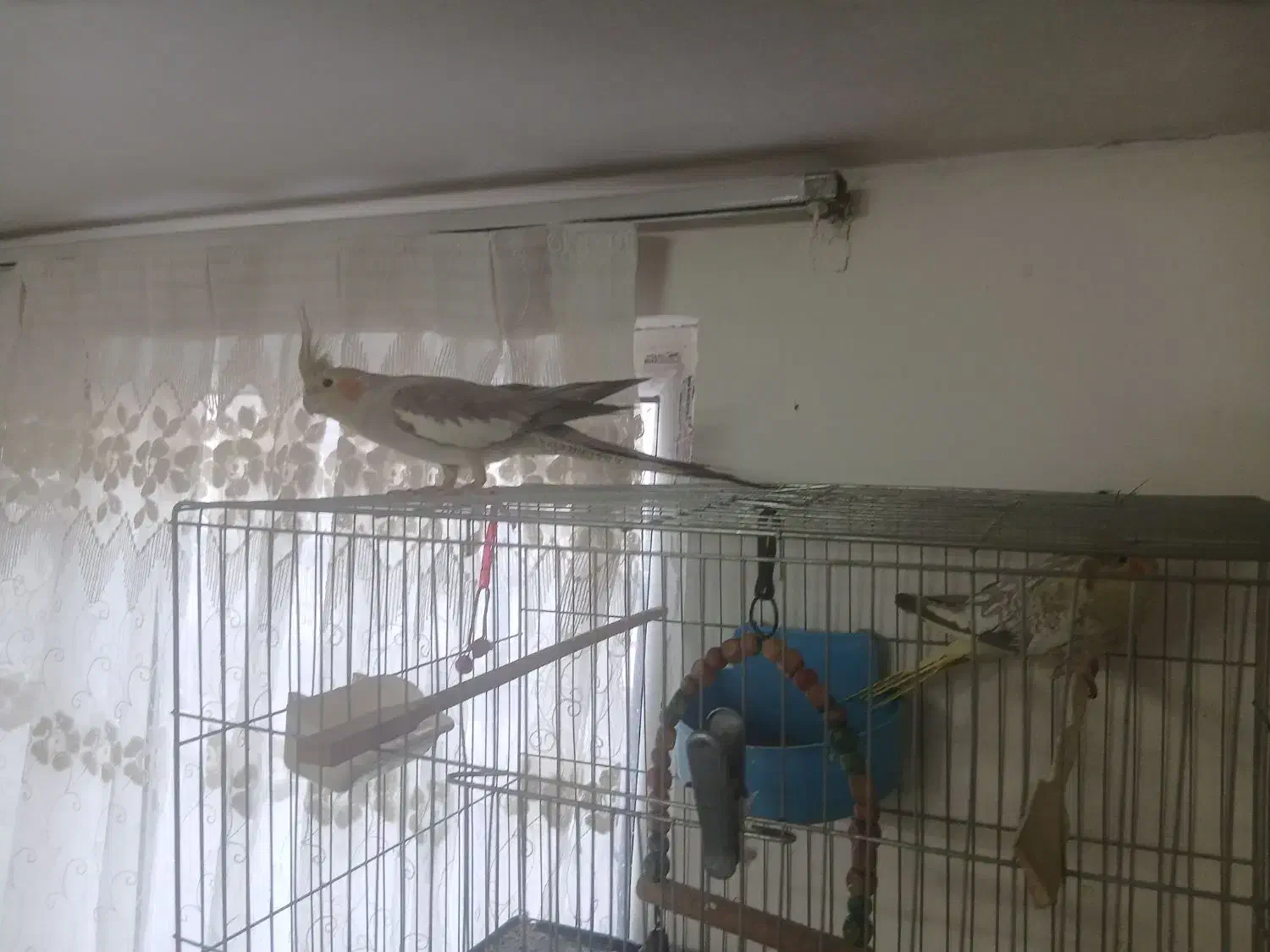 فروش پرنده|پرنده|رباط‌کریم, مسکن مهر آبشناسان|دیوار