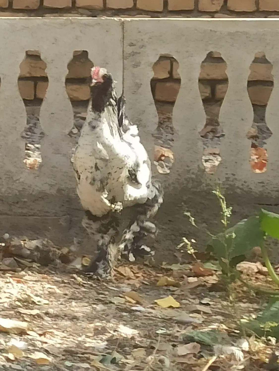 برهما لایت و مرندی|حیوانات مزرعه|مشهد, ویلاشهر|دیوار