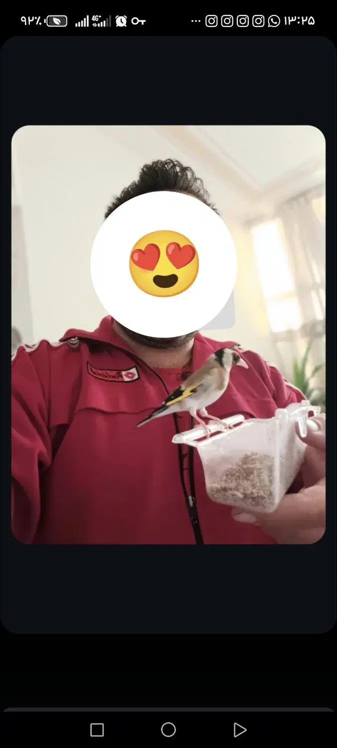 سهره نر متولد قفس|پرنده|نجف‌آباد, یزدانشهر|دیوار