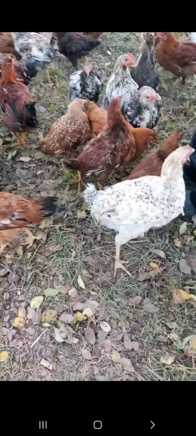 مرغ و خروس|حیوانات مزرعه|اقبالیه, |دیوار