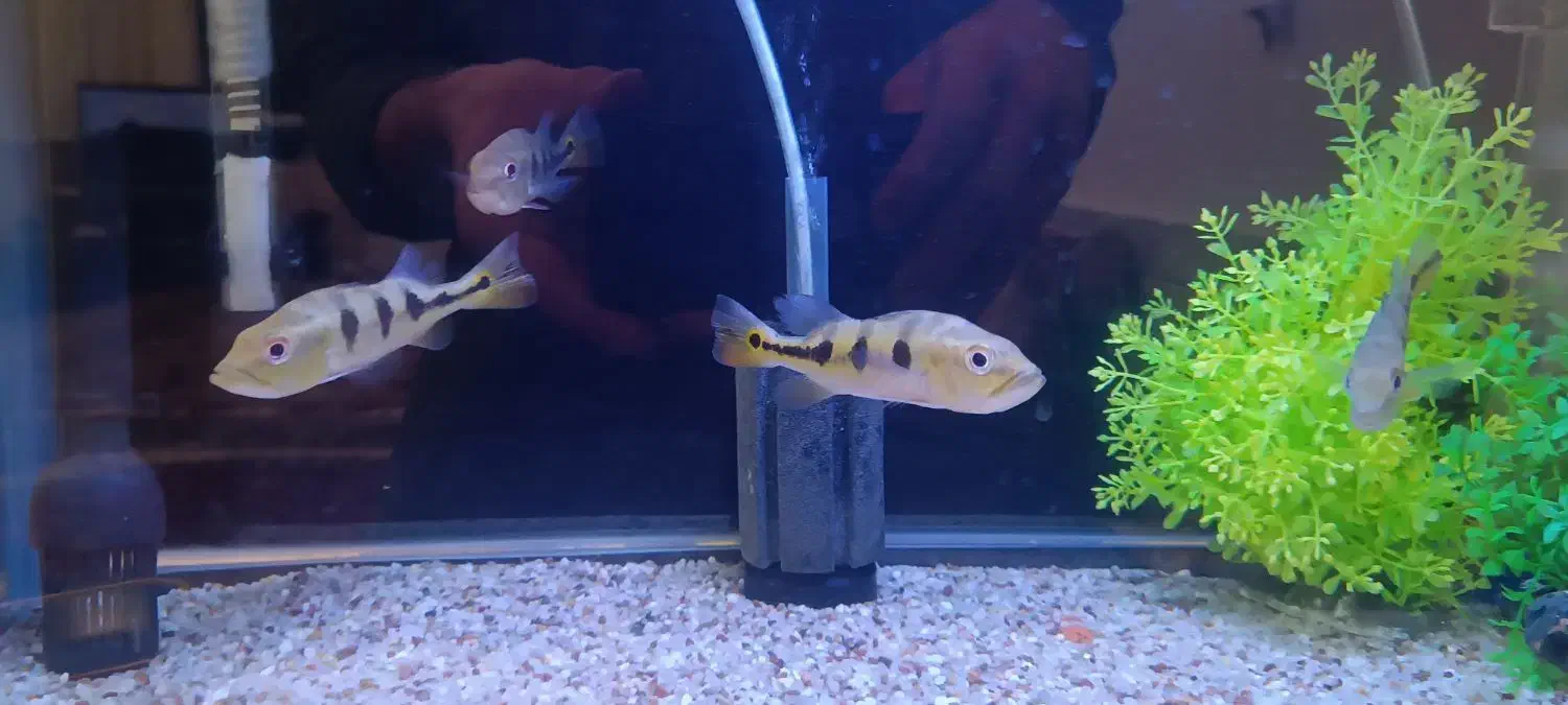 ماهی پیکاک|ماهی|شهرکرد, |دیوار