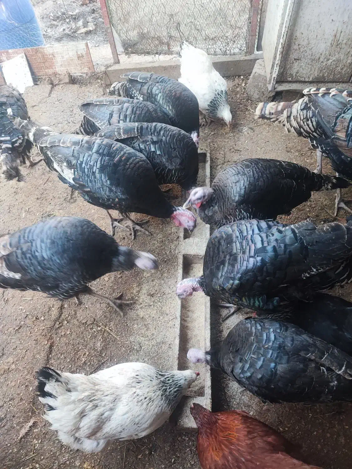 بوقلمون طبیعی ،خروس|حیوانات مزرعه|اردبیل, |دیوار