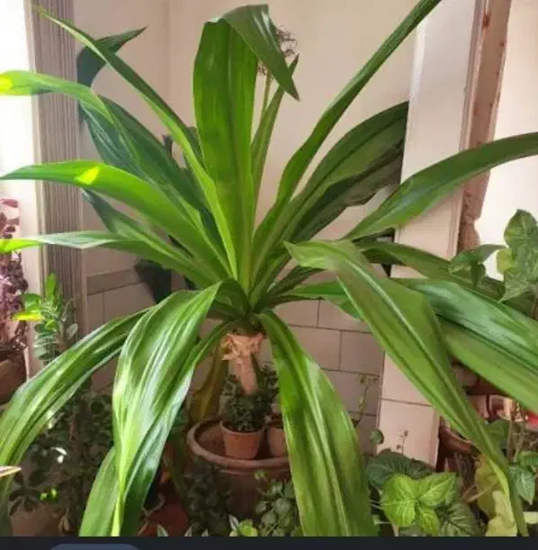 گل موزی|گل و گیاه طبیعی|فولادشهر, مسکن مهر فولادشهر|دیوار