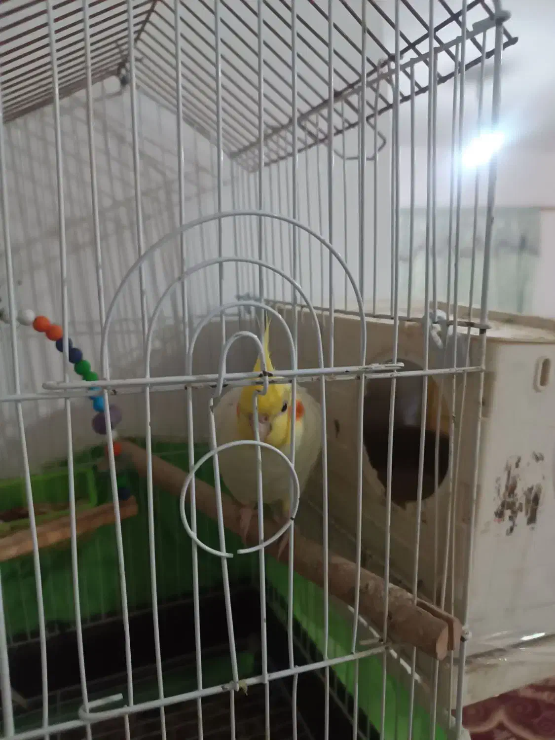 عروس هلندی|پرنده|نیمروز, |دیوار