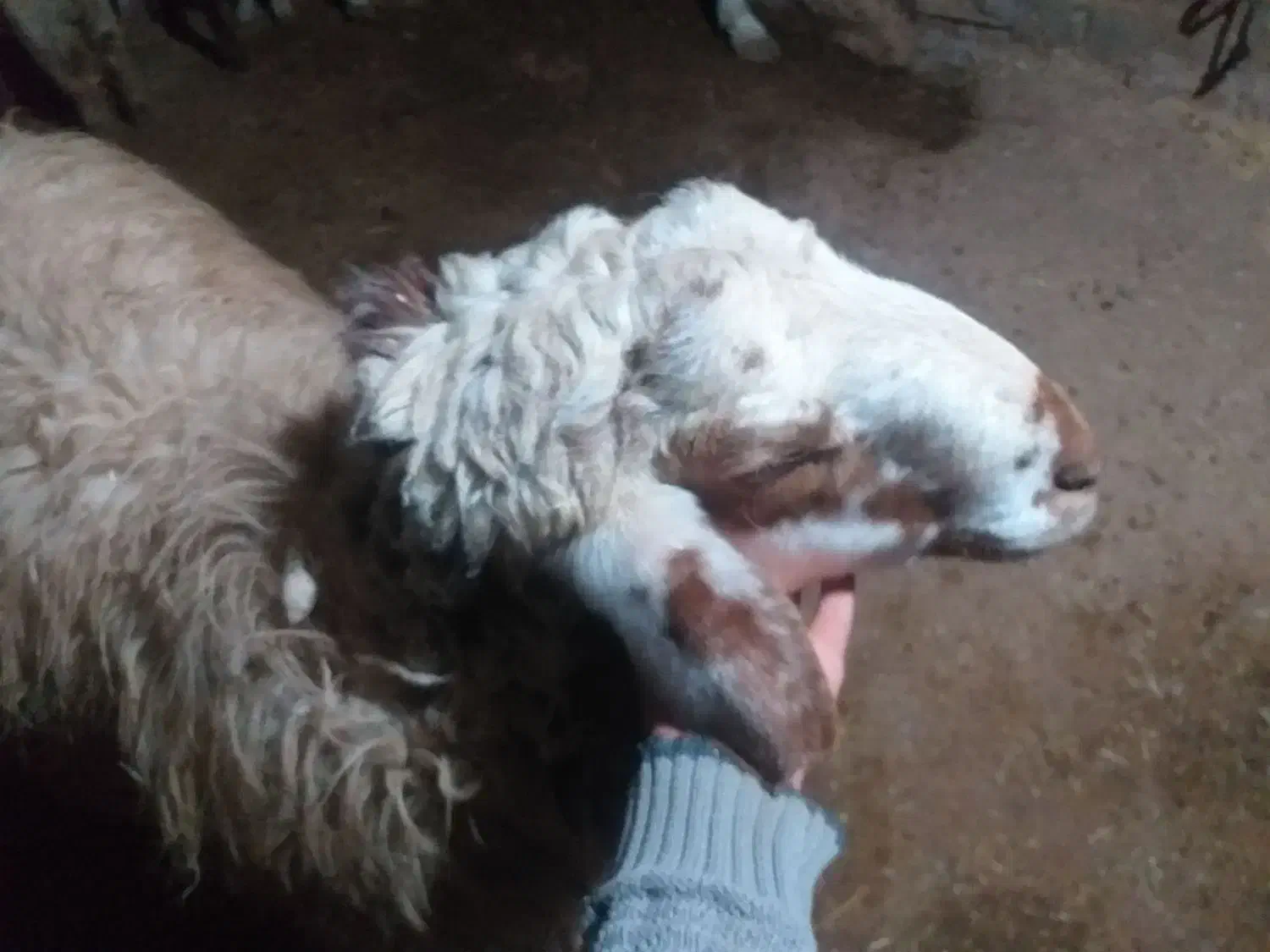 قوچ می رازی جوان|حیوانات مزرعه|هرسین, |دیوار