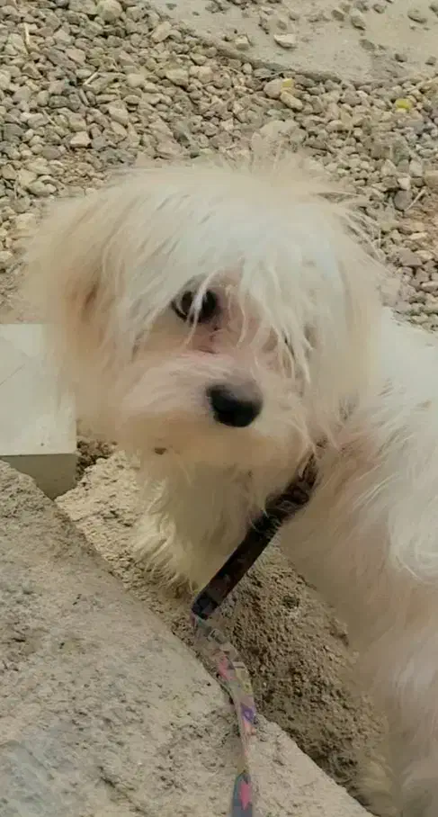 سگ شیتزو سوپر فلت|سگ|یاسوج, |دیوار