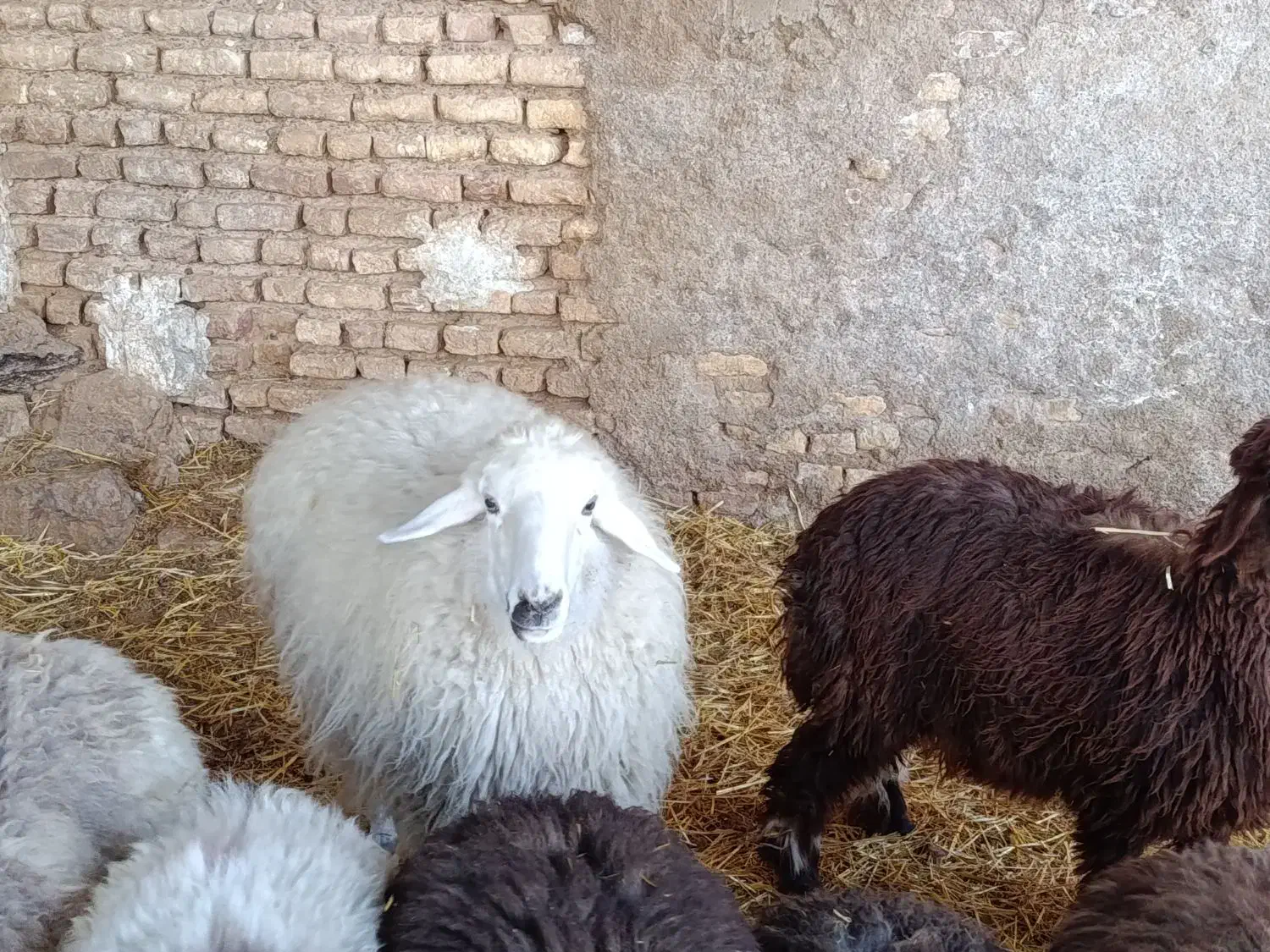 میش|حیوانات مزرعه|مرودشت, محمد آباد|دیوار