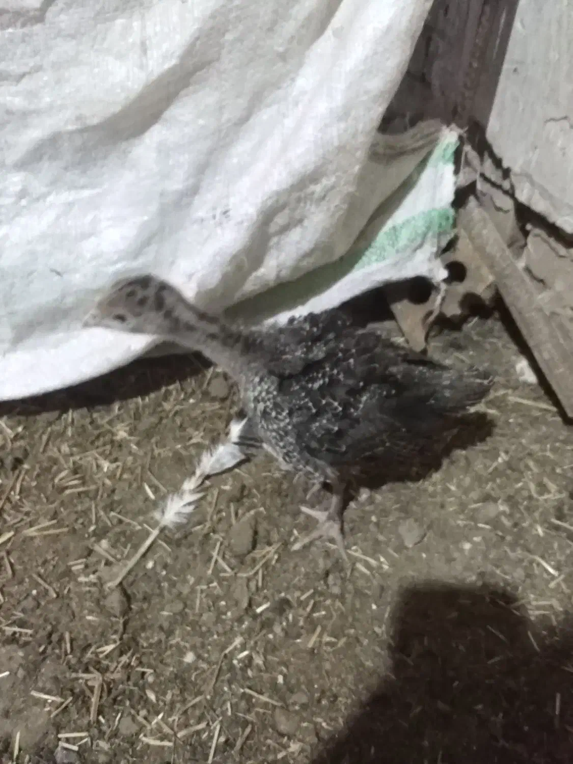 جوجه بوقلمون 45 روزه|حیوانات مزرعه|تربت جام, میان جام|دیوار