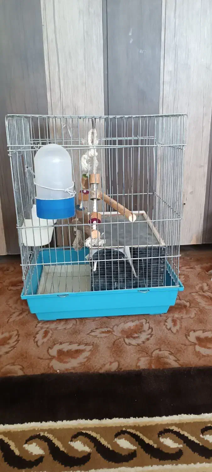 قفس عروس هلندی|لوازم جانبی حیوانات|شیراز, قلعه نو|دیوار