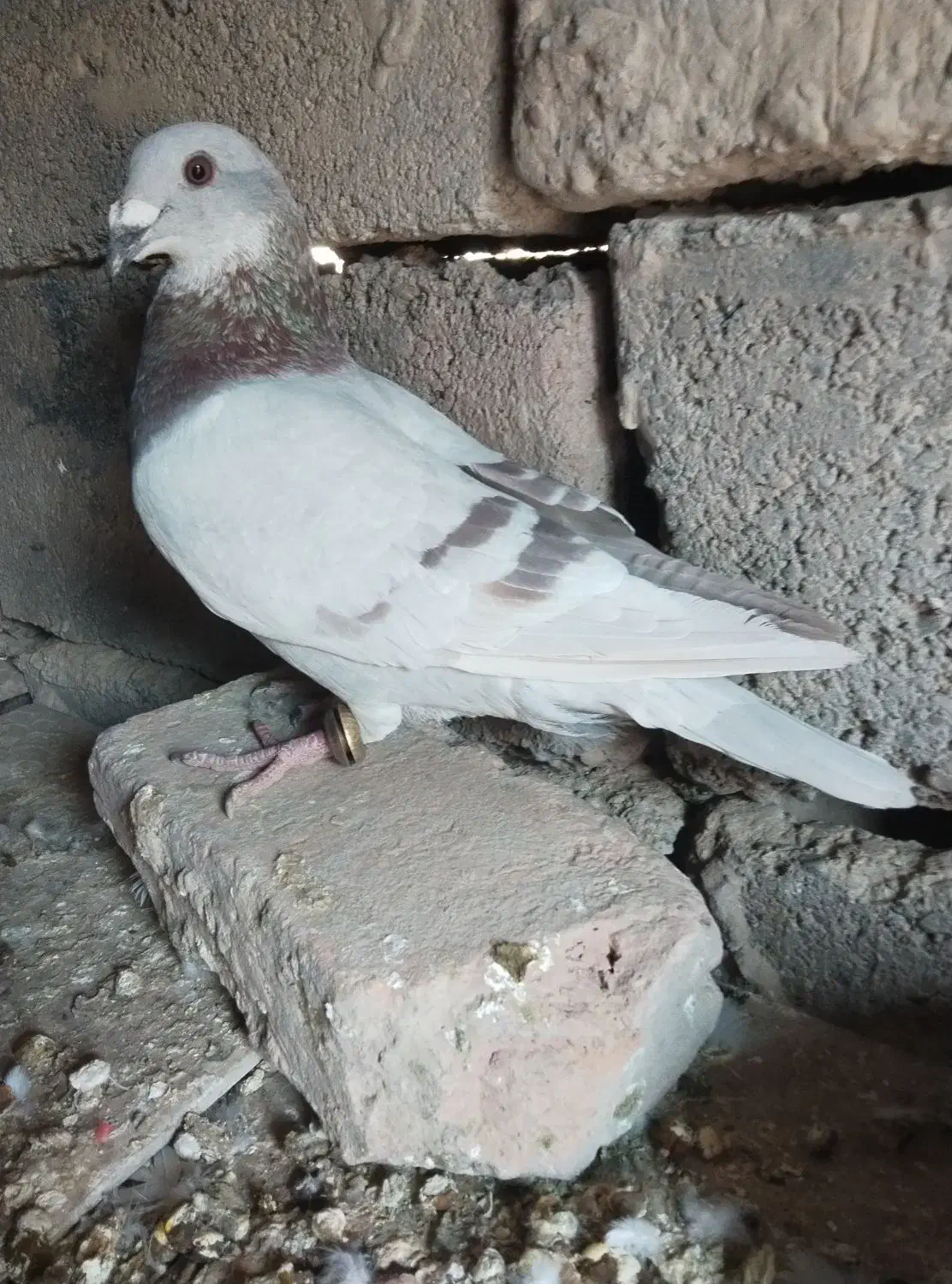 کبوتر گمشده|پرنده|هامون, |دیوار