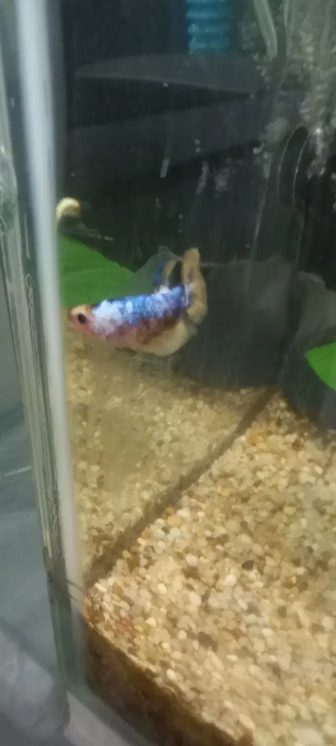 فایتر ماده|ماهی|رشت, نخودچر|دیوار