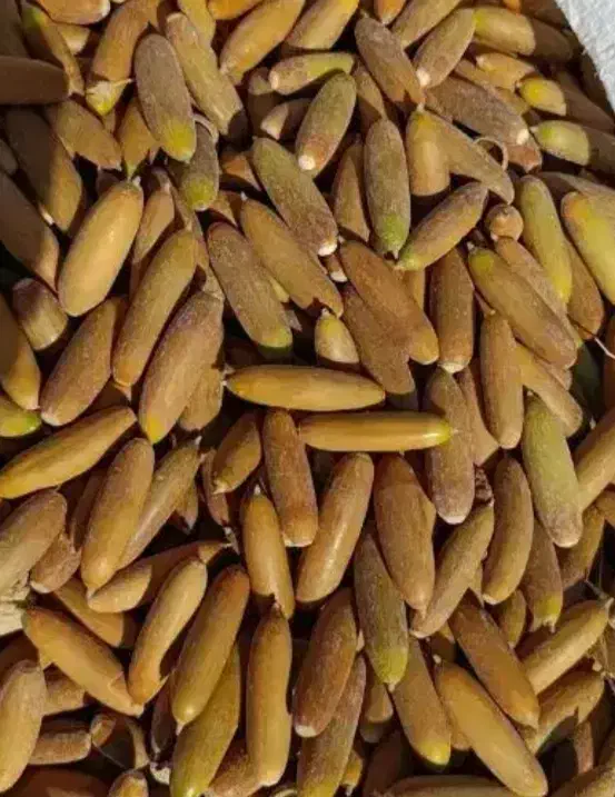 بلوط|لوازم جانبی حیوانات|اسلام‌‌آباد غرب, |دیوار