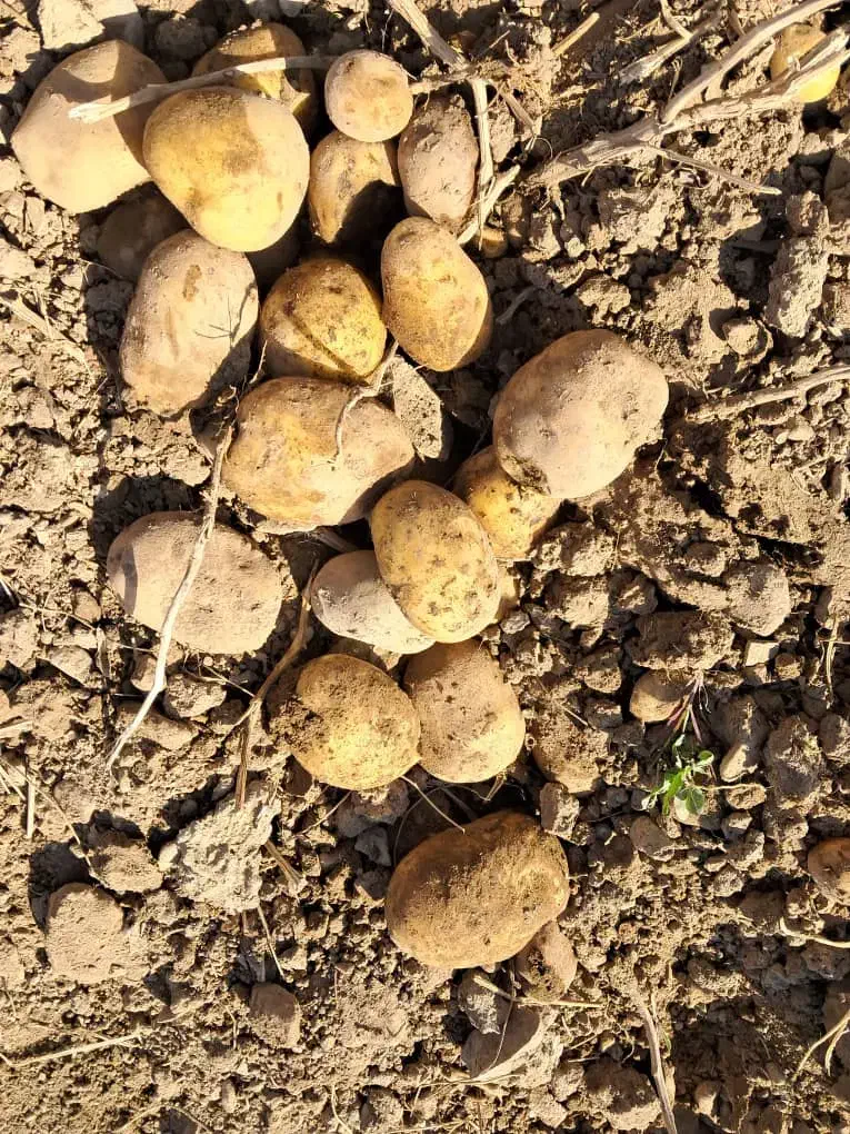 سیب زمینی بذری|خدمات باغبانی و درختکاری|جیرفت, |دیوار