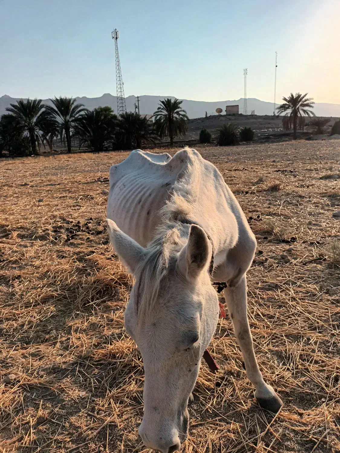 اسب|اسب و تجهیزات اسبسواری|خنج, |دیوار