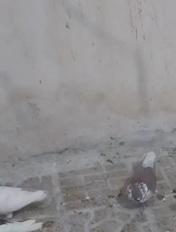 گرگی چوار|پرنده|چوار, |دیوار