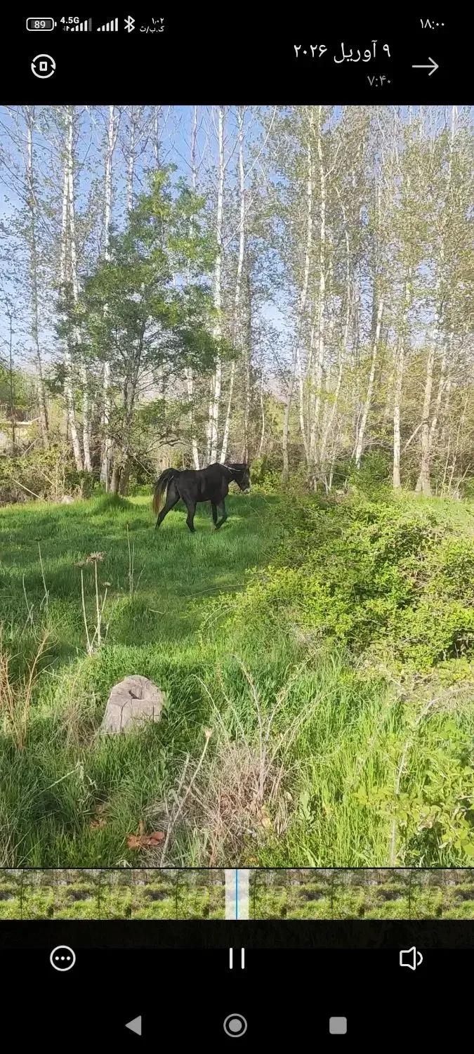 اسب|اسب و تجهیزات اسب‌سواری|بیضا, |دیوار