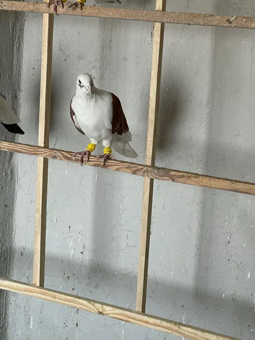 کبوتر پشدار|پرنده|قزوین, |دیوار