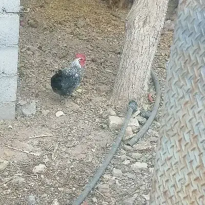 مرغ و خروس مینیاتور|حیوانات مزرعه|مهریز, |دیوار