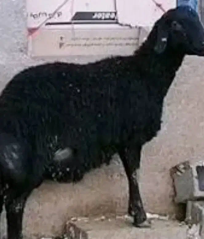 گوسفند وبز|حیوانات مزرعه|پاکدشت, پاکدشت (مامازند)|دیوار