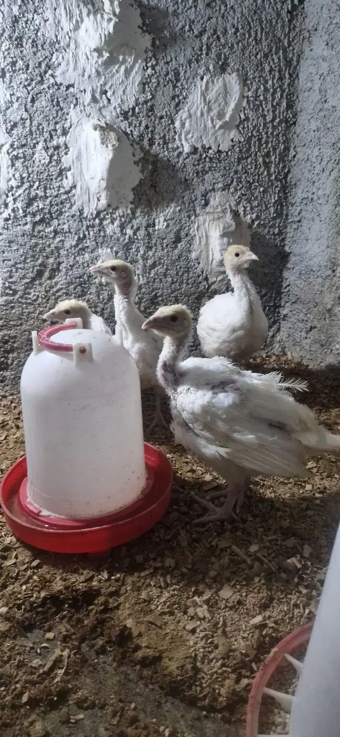 بوقلمون بیوتی ۶|حیوانات مزرعه|شیراز, کوشک میدان|دیوار