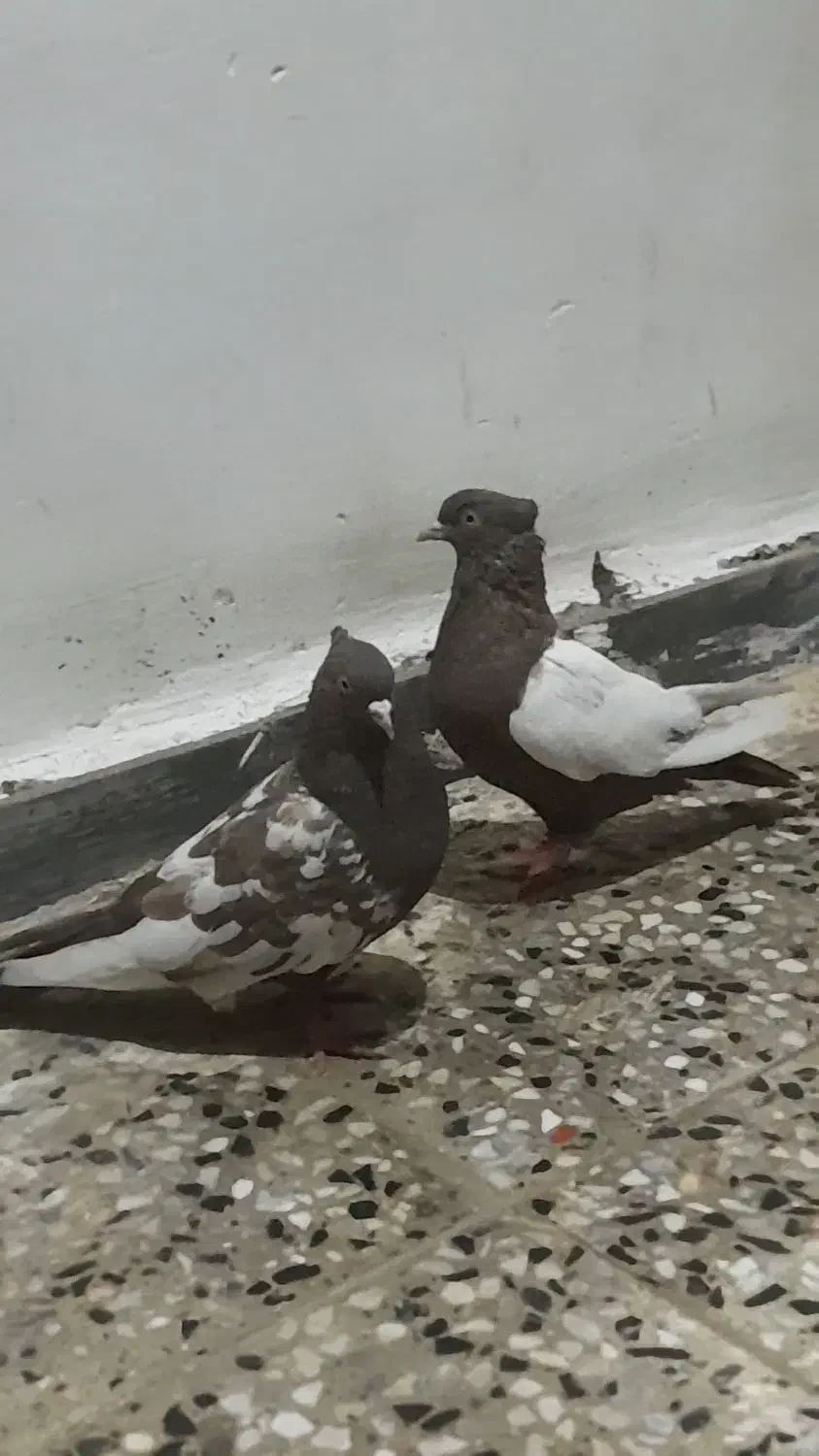 کبوتر ماده|پرنده|شوش, |دیوار