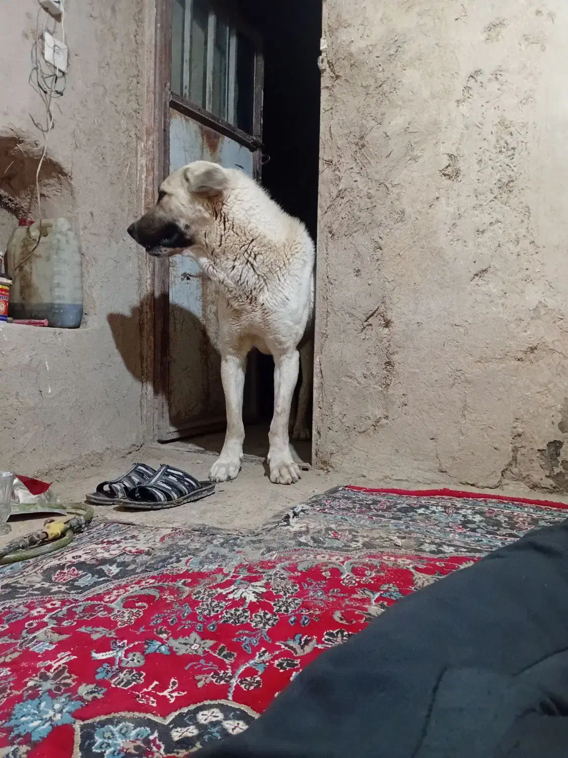 فروشی|سگ|شیرینسو, |دیوار