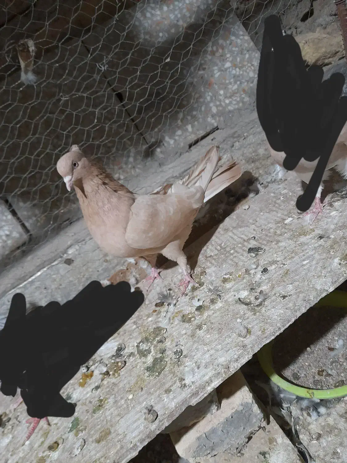 نروماده سینه ایی به فروش می‌رسد|پرنده|بافق, |دیوار