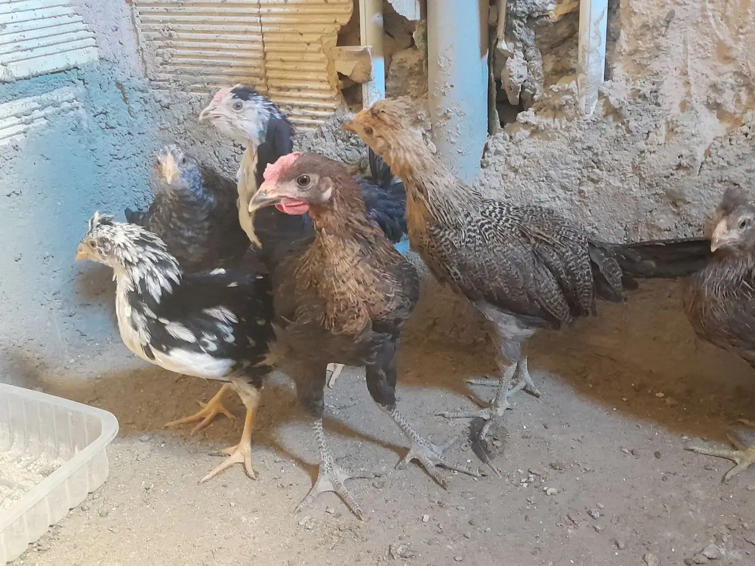 نیمچه مرغ و خروس گلین و بومی لری|حیوانات مزرعه|اصفهان, مارچین|دیوار