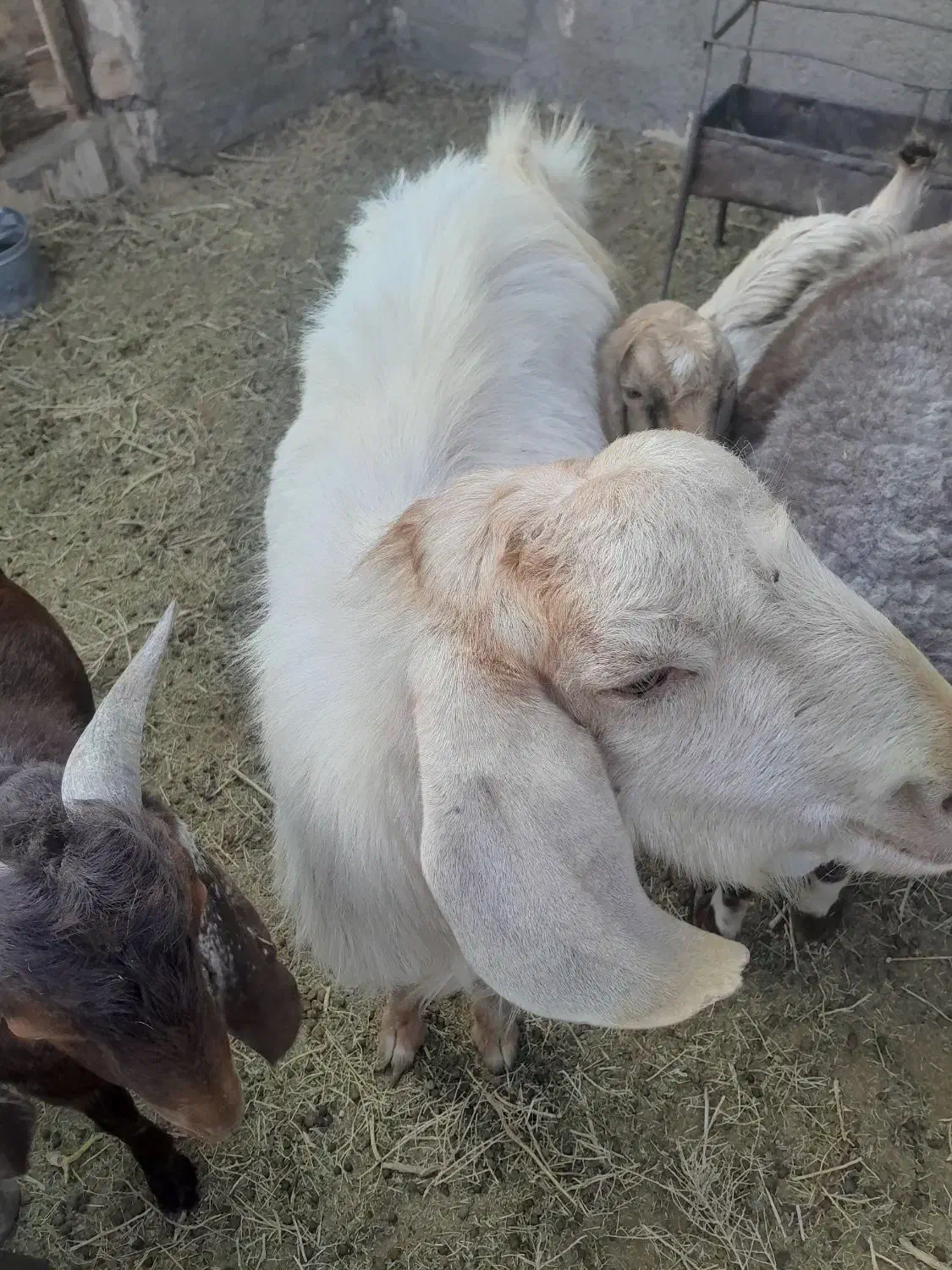 چبش دورگ|حیوانات مزرعه|آیسک, |دیوار