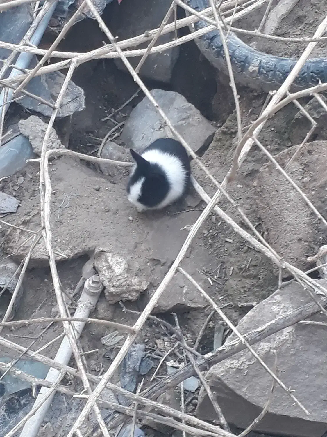 خرگوش بالغ|موش و خرگوش|رامهرمز, |دیوار