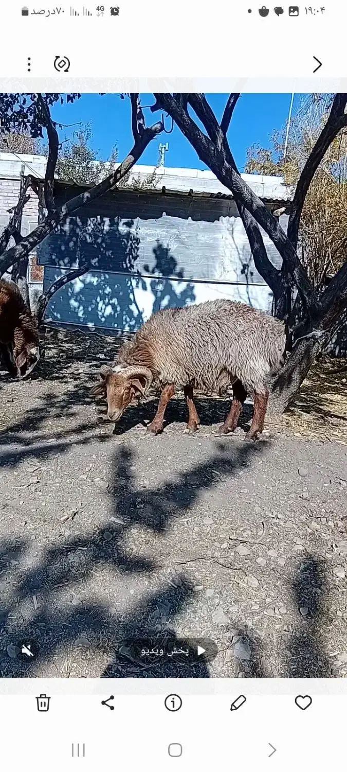 بره نر  دورگ چینی|حیوانات مزرعه|رابر, |دیوار